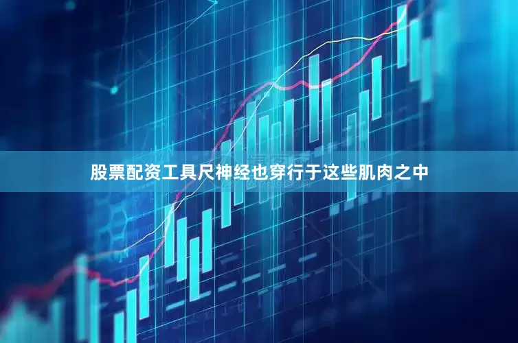 股票配资工具尺神经也穿行于这些肌肉之中